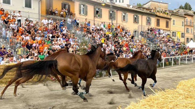 Abbinamento Cavalli che disputeranno il Palio delle Corse a Vuoto Città di Ronciglione  con assegnazione Box